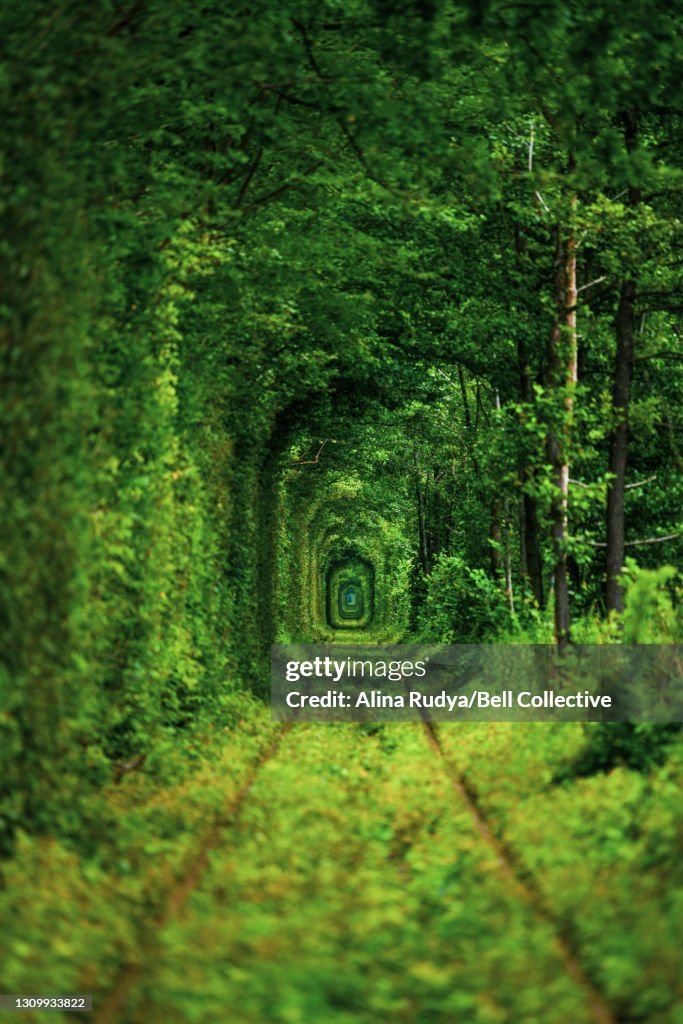 View of a rail road in a natural tree tunnel in summer