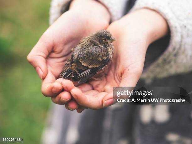 sparrow chick on the hands of a girl in the garden at home. - baby songbird stock pictures, royalty-free photos & images