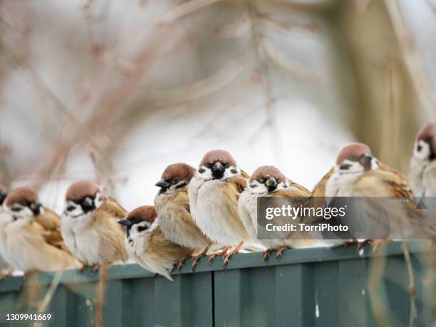 flock of sparrows perched on the fence - sperling stock-fotos und bilder