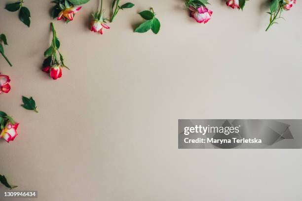 beautiful beige background with small roses. - wedding collection stock-fotos und bilder