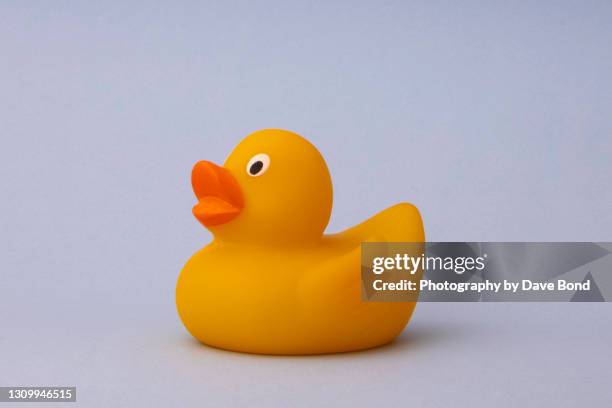 a single rubber duck - pato de juguete fotografías e imágenes de stock