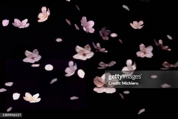 cherry blossom at home-sakurahubuki - cerezos en flor fotografías e imágenes de stock