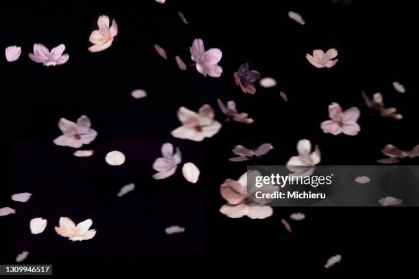 cherry blossom at home-sakurahubuki - petal stock pictures, royalty-free photos & images