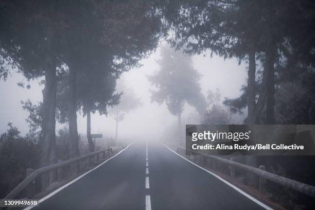 View of a foggy forest road