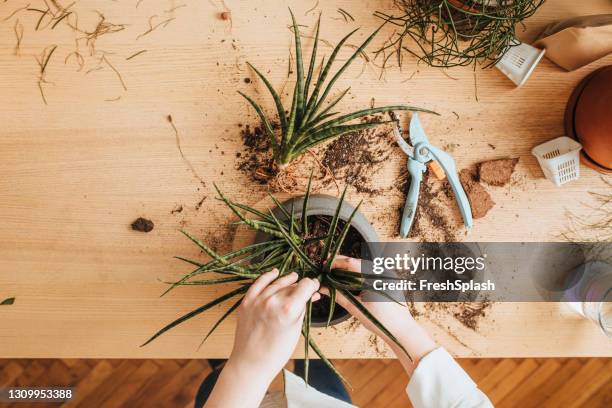 jardinagem como hobby: mulher irreconhecível acima do peso plantando aloe vera em casa - green fingers - fotografias e filmes do acervo