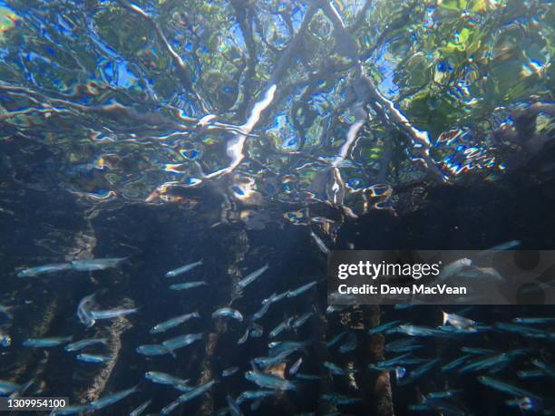 Lesser Antilles Mangroves StockFotos und Bilder Getty Images