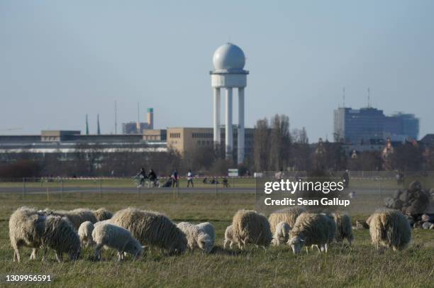 Skudde sheep graze at Tempelhofer Feld, the public park that was once Tempelhof Airport, on the first day the sheep returned this year on March 30,...