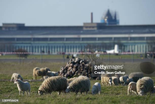 Skudde sheep graze at Tempelhofer Feld, the public park that was once Tempelhof Airport, on the first day the sheep returned this year on March 30,...