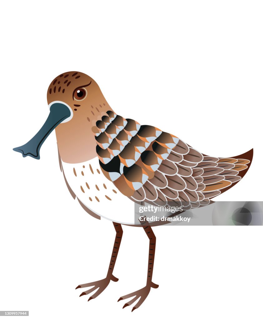 Spoon-Billed Sandpiper