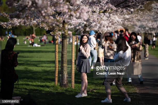 People pose for photographs beneath the blossom in Battersea Park on March 30, 2021 in London, England. Despite todays temperature heading towards 24...
