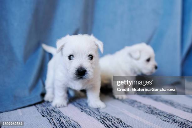 two small puppies of west highland white terrier - west highland white terrier stock-fotos und bilder