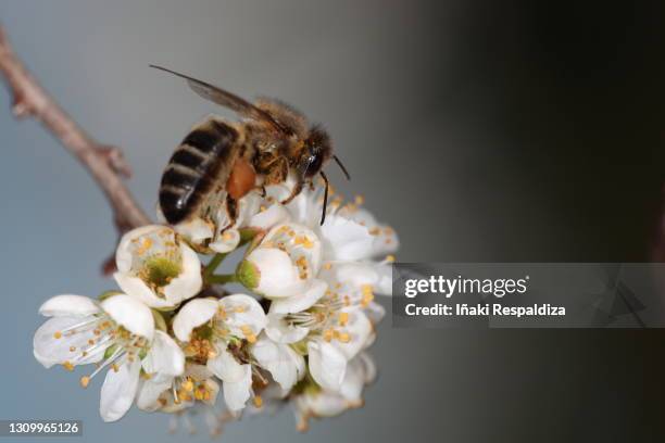 pollinating - iñaki respaldiza stock pictures, royalty-free photos & images