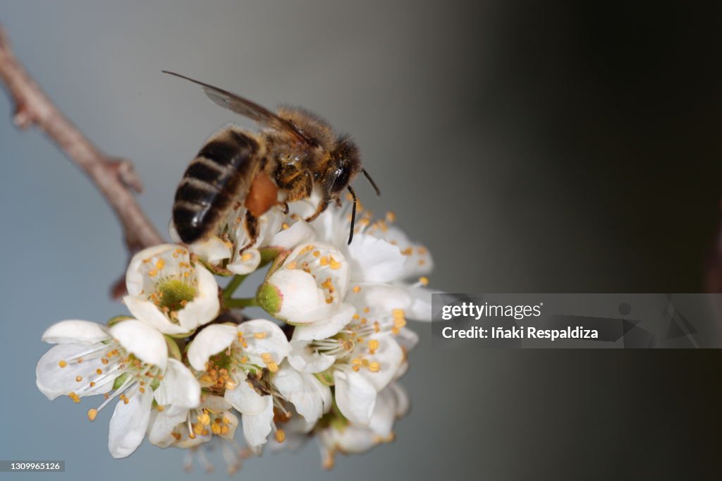 Pollinating