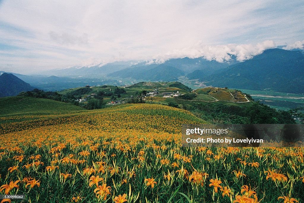 Field of flower