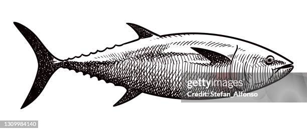 stockillustraties, clipart, cartoons en iconen met vector tekening van tonijn - tuna