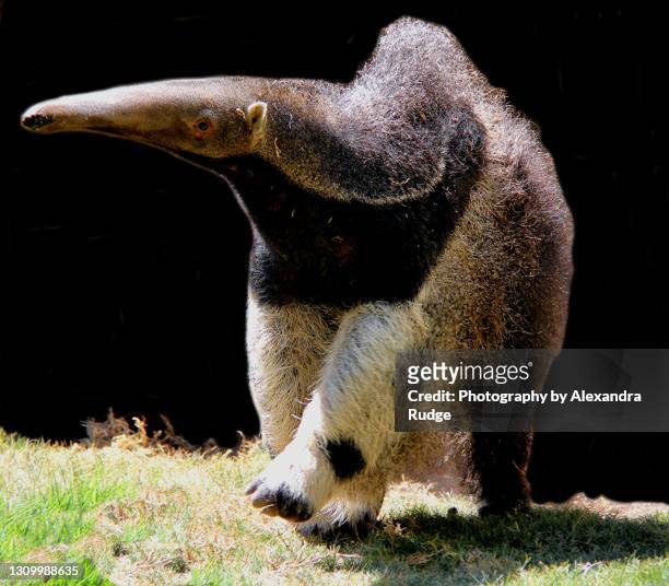 giant anteater. - anteater stock pictures, royalty-free photos & images