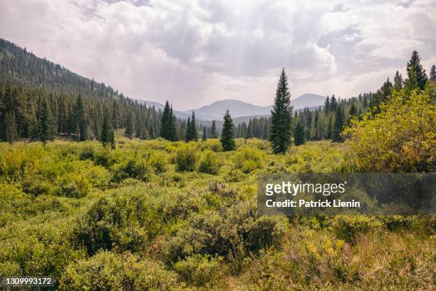 landscape in the buffalo peaks wilderness, colorado - nature reserve stock pictures, royalty-free photos & images