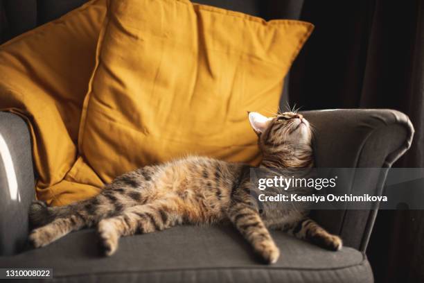 a comfortable egyptian mau cat relaxes on a couch. shallow depth of field is focused on the eyes - egyptische mau stockfoto's en -beelden