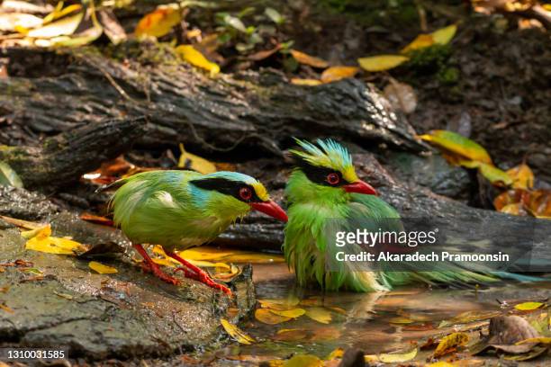 blue-necked carp swim in the water, cleaning their hair in a small pond to quench their thirst - borneo stockfoto's en -beelden