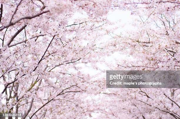 cherry blossom arch in japan - cherry blossom tree stock-fotos und bilder
