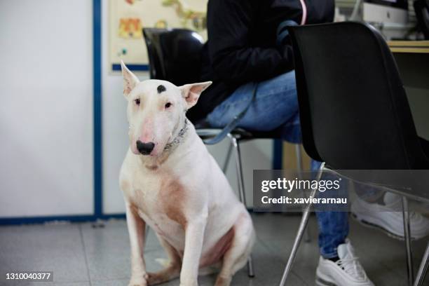 bull terrier sitzen mit besitzer im veterinäramt - bullterrier stock-fotos und bilder