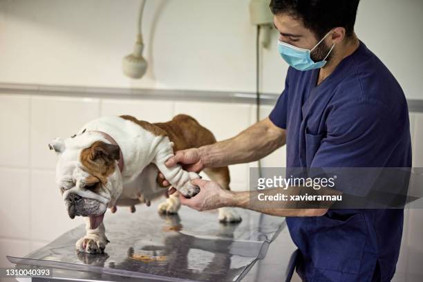 male veterinarian examining bulldog in animal hospital - animal leg imagens e fotografias de stock