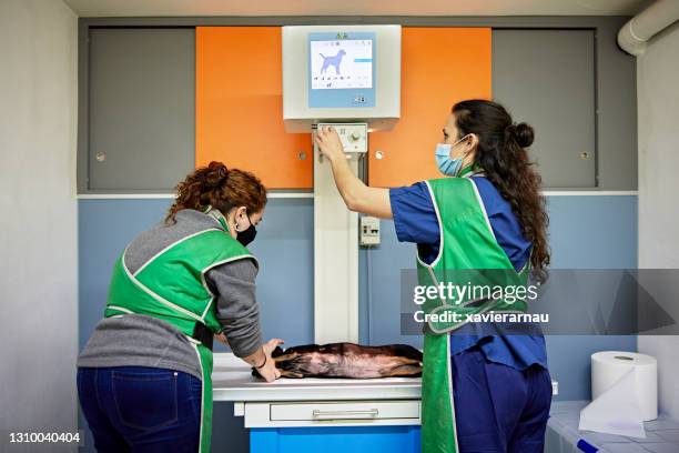 young veterinary technicians preparing x-rays of dachshund - radiographer stock pictures, royalty-free photos & images