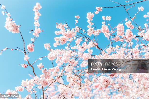 cherry blossom tree under clear blue sky in spring - season in kyoto imagens e fotografias de stock