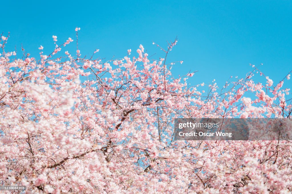 Cherry blossom tree under clear blue sky in Spring