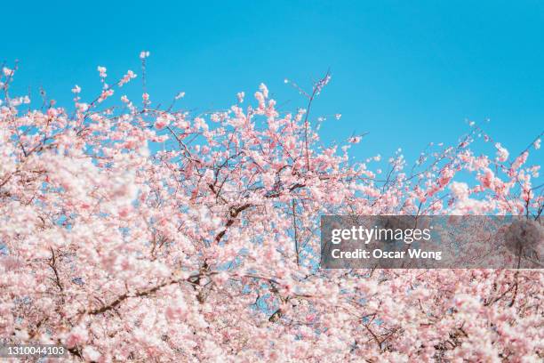 cherry blossom tree under clear blue sky in spring - cherry tree stock pictures, royalty-free photos & images