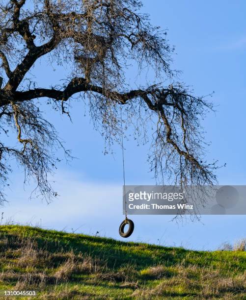 barren oak tree with tree swing - tire swing stock pictures, royalty-free photos & images