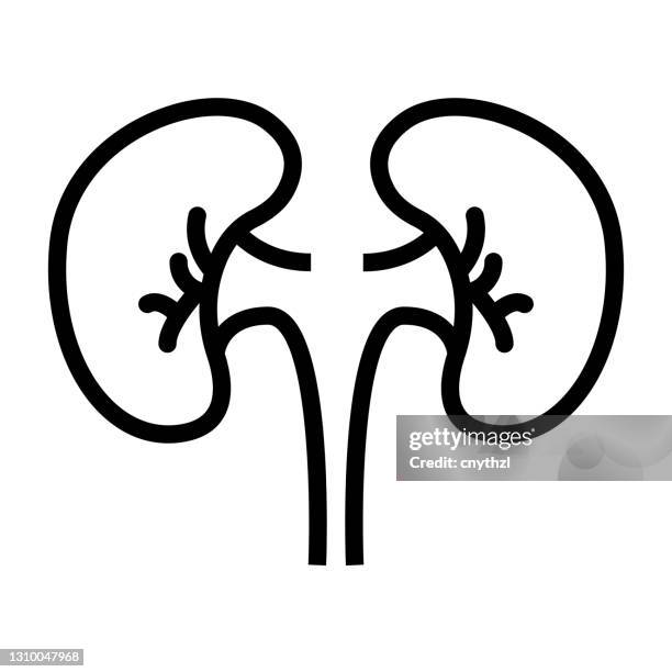 kidneys line icon, outline symbol vector illustration - human kidney stock illustrations