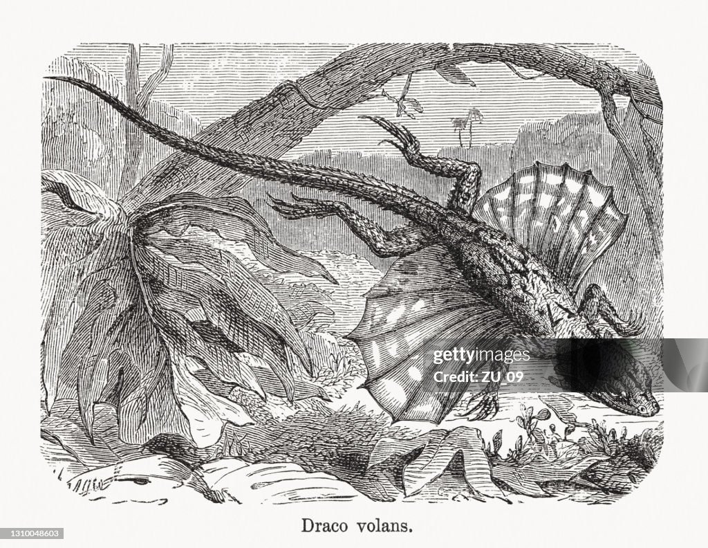 Flying dragon (Draco volans), wood engraving, published in 1893