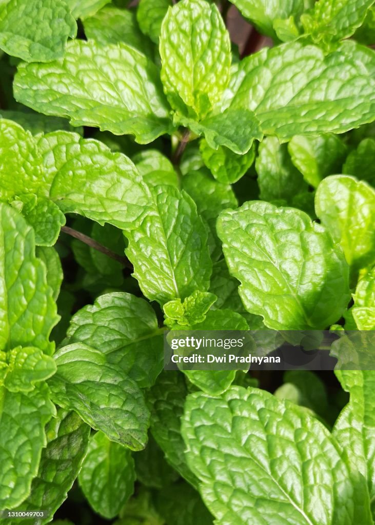 Mint