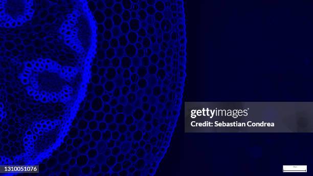 immunofluorescent photomicrograph, organs samples, histological examination, histopathology on the microscope - menschliche zelle stock-fotos und bilder