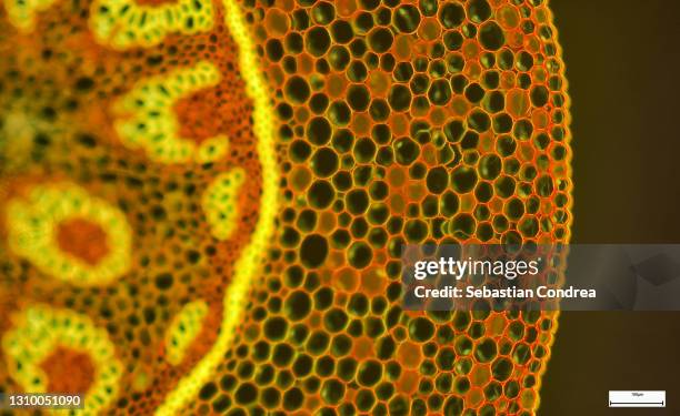 plant tissue, photo taken in the laboratory under a microscope, immunofluorescent photomicrograph, organs samples, histological examination, histopathology on the microscope - tissue anatomy stock pictures, royalty-free photos & images