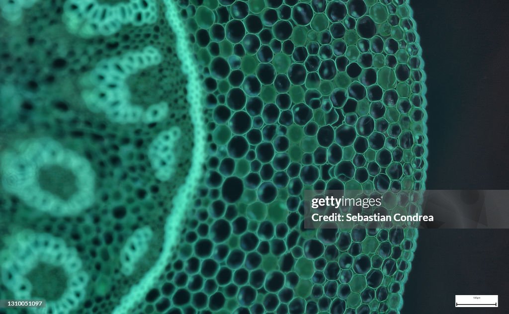 Immunofluorescent photomicrograph, Organs samples, Histological examination, histopathology on the microscope