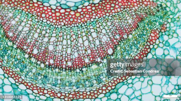 cross section - xylem is a type of tissue in vascular plants that transports water and some nutrients. scientific research. plant tissue structureimmunofluorescent photomicrograph, organs samples, histological examination, histopathology on the microscope - magnificación fotografías e imágenes de stock