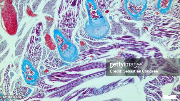 micrograph of rat brain. science cross section. immunofluorescent photomicrograph, organs samples, histological examination, histopathology on the microscope - animal liver stock-fotos und bilder