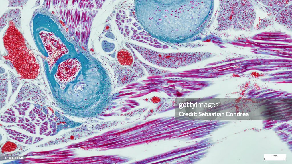Micrograph of rat brain. Science cross section.