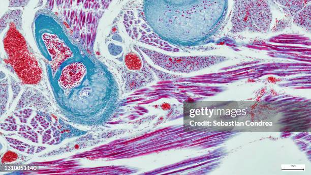 micrograph of rat brain. science cross section. - cochlea stock pictures, royalty-free photos & images