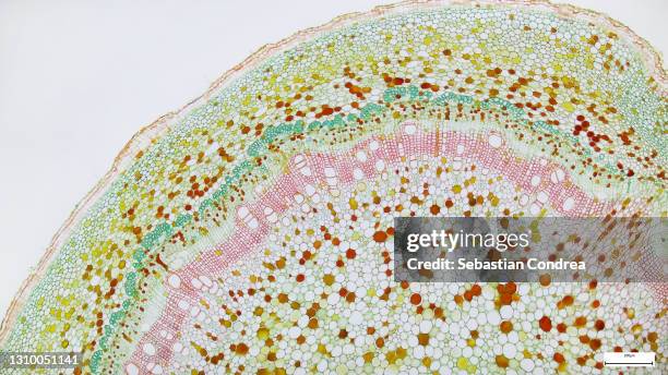 cross-section plant stem under the microscope for classroom education. - human cells stock pictures, royalty-free photos & images