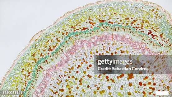 Cross-section Plant Stem under the microscope for classroom education. Cross-section Plant Stem under the microscope for classroom education.