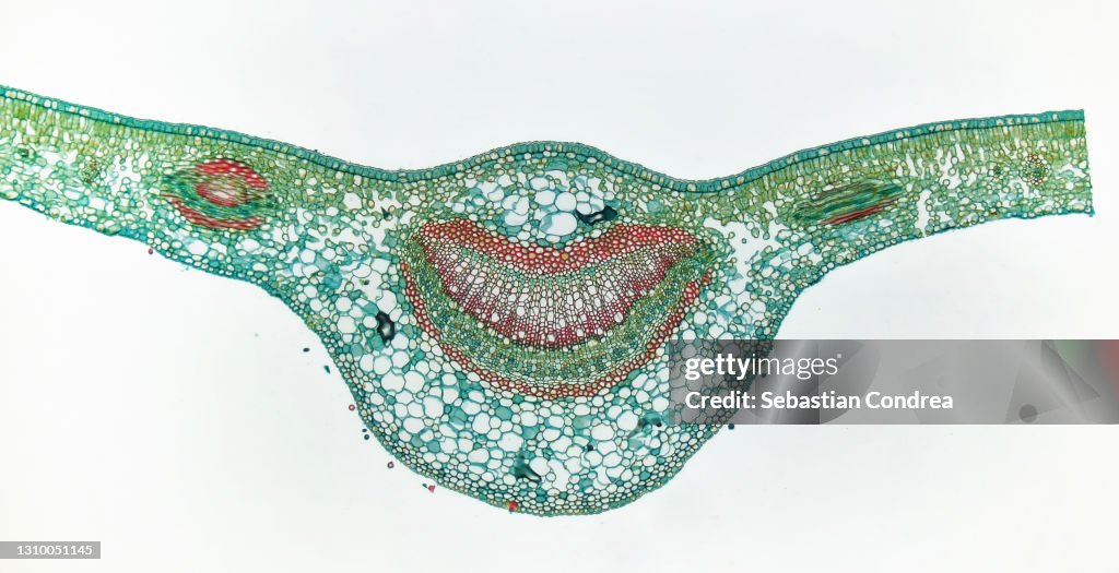 Dicotyledon leaf cross-section, vascular bundle, vascular tissue, Immunofluorescent photomicrograph, Organs samples, Histological examination, histopathology on the microscope