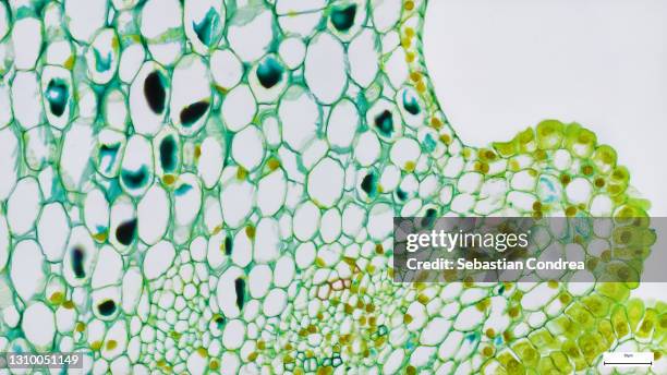 sampling strategy of the stem tissues. immunofluorescent photomicrograph, organs samples, histological examination, histopathology on the microscope - immunofluorescentie microfoto stockfoto's en -beelden