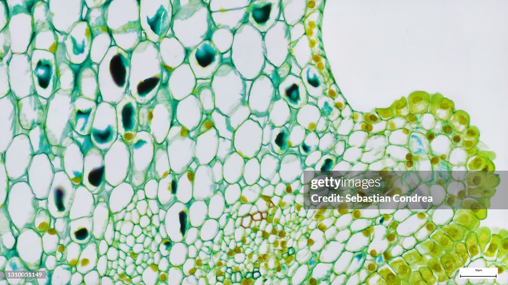 Sampling strategy of the stem tissues. Immunofluorescent photomicrograph, Organs samples, Histological examination, histopathology on the microscope
