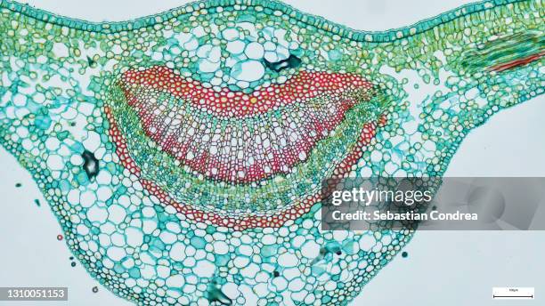 tissue in vascular plants that transports water and some nutrients. scientific research. plant tissue structure, immunofluorescent histopathology on the microscope - cellkärna bildbanksfoton och bilder