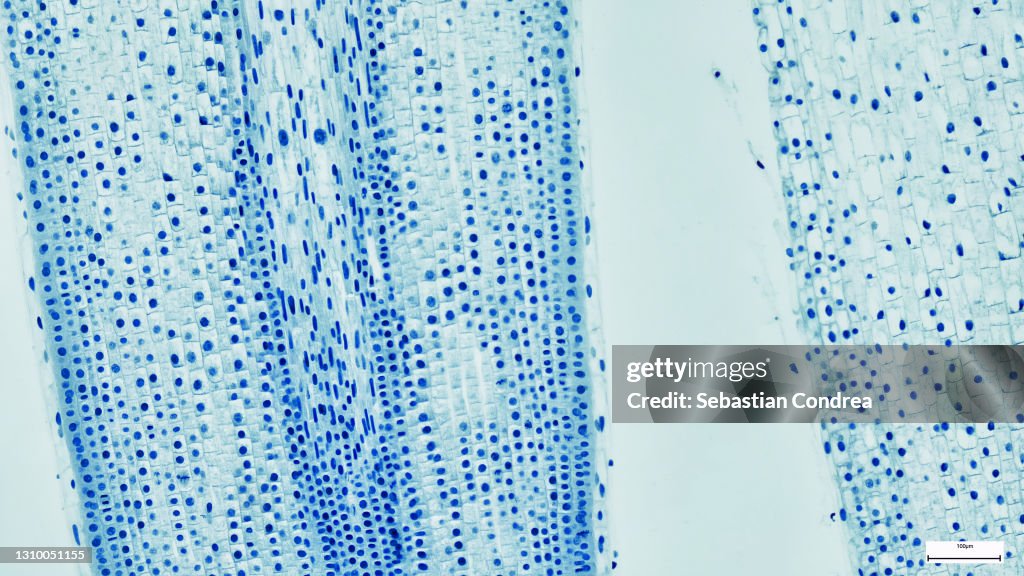 Microscopic View of Cells of Broad Bean Plant. Immunofluorescent photomicrograph, Organs samples, Histological examination, histopathology on the microscope