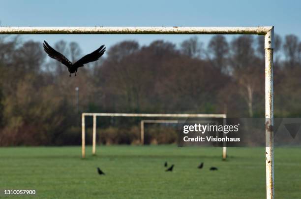 Sports Crows Football Crows Photos and Premium High Res Pictures - Getty Images