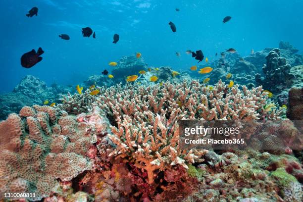 damselfish kolonie auf hirschhorn korallenriff thailand - indian ocean stock-fotos und bilder